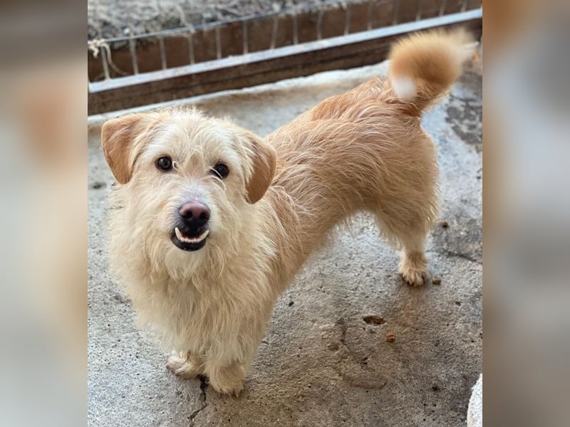 Zwirbel, geb. ca. 01/2025, lebt in GRIECHENLAND, im städt. Tierheim Serres