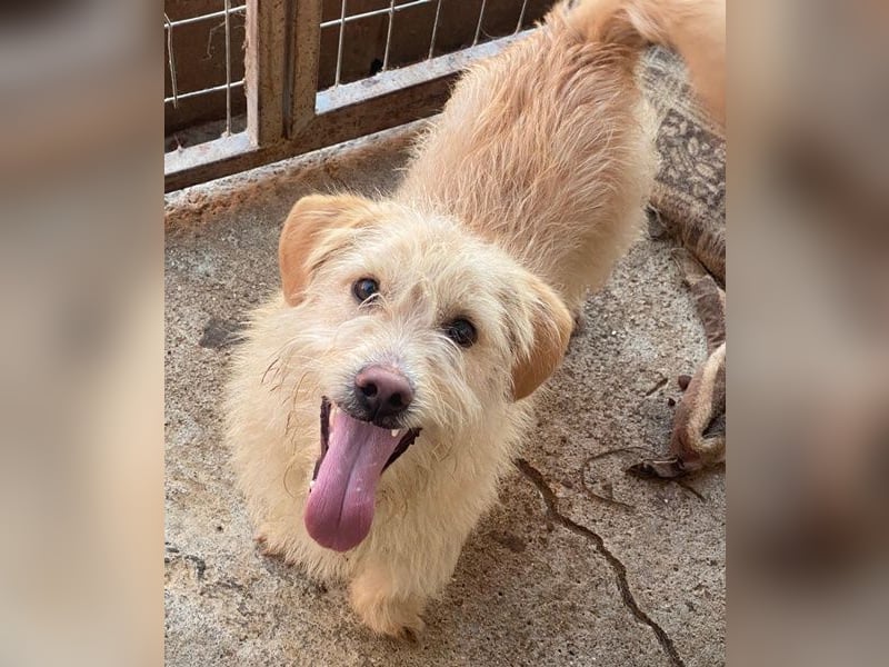 Zwirbel, geb. ca. 01/2025, lebt in GRIECHENLAND, im städt. Tierheim Serres