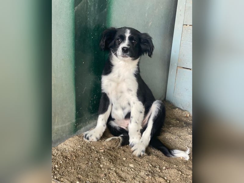 Tux, geb. ca.09/2025, lebt in GRIECHENLAND, auf einer privaten Pflegestelle