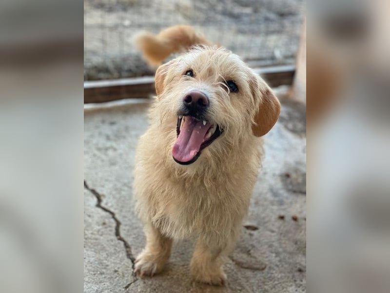 Zwirbel, geb. ca. 01/2025, lebt in GRIECHENLAND, im städt. Tierheim Serres