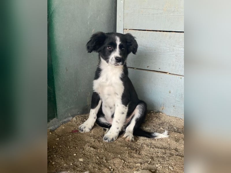 Tux, geb. ca.09/2025, lebt in GRIECHENLAND, auf einer privaten Pflegestelle