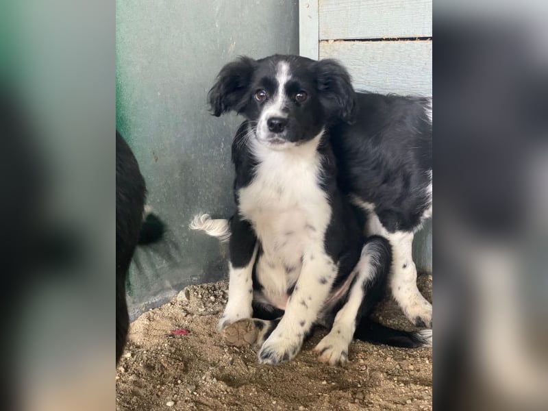 Tux, geb. ca.09/2025, lebt in GRIECHENLAND, auf einer privaten Pflegestelle