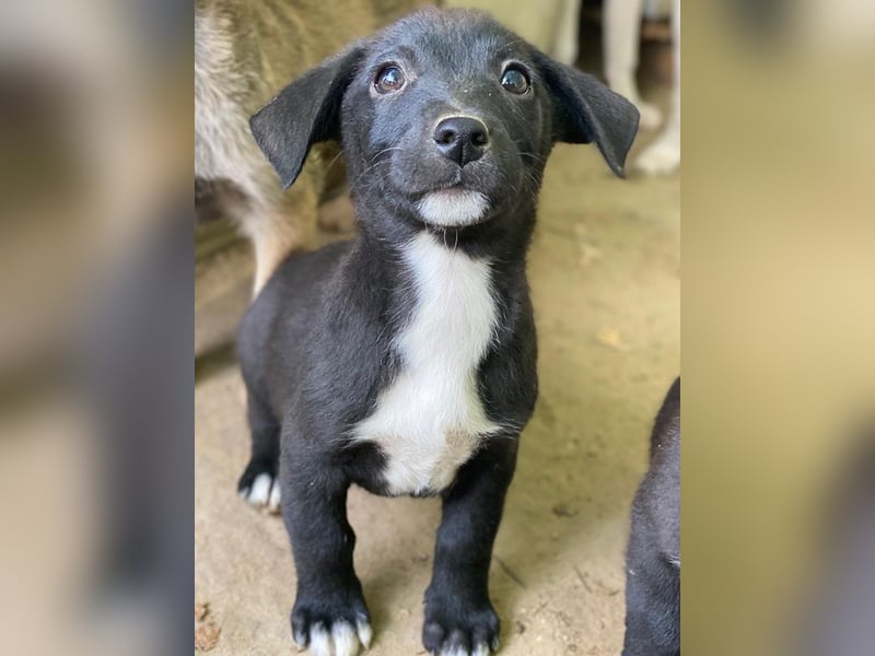 Kaviar, geb. ca. 08/2025, lebt in GRIECHENLAND, auf einer privaten Pflegestelle