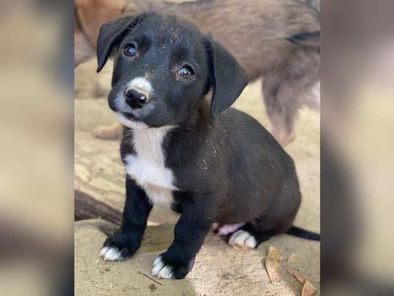 Kaviar, geb. ca. 08/2025, lebt in GRIECHENLAND, auf einer privaten Pflegestelle