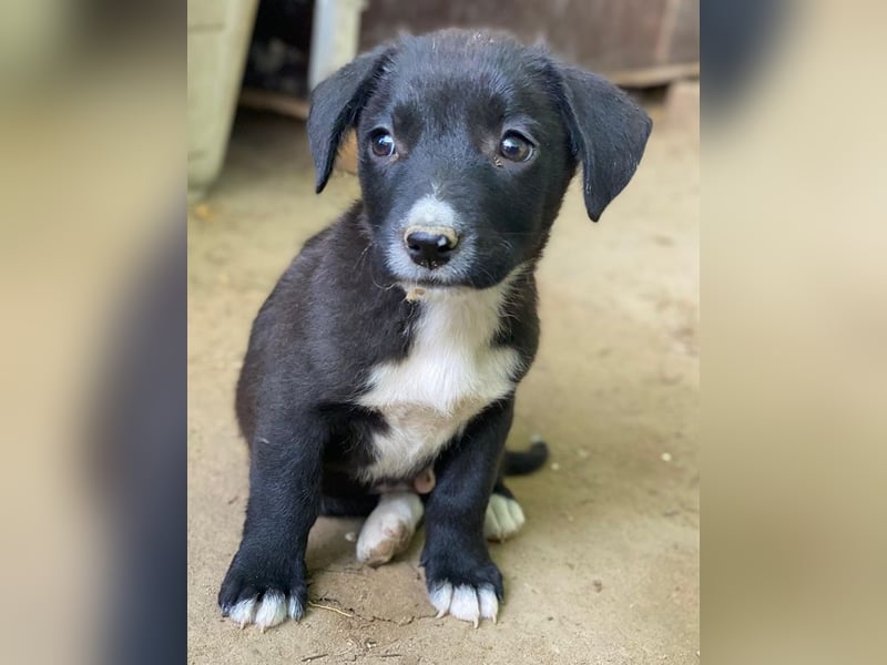 Kaviar, geb. ca. 08/2025, lebt in GRIECHENLAND, auf einer privaten Pflegestelle