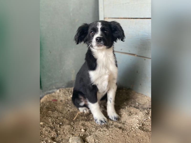 Tux, geb. ca.09/2025, lebt in GRIECHENLAND, auf einer privaten Pflegestelle