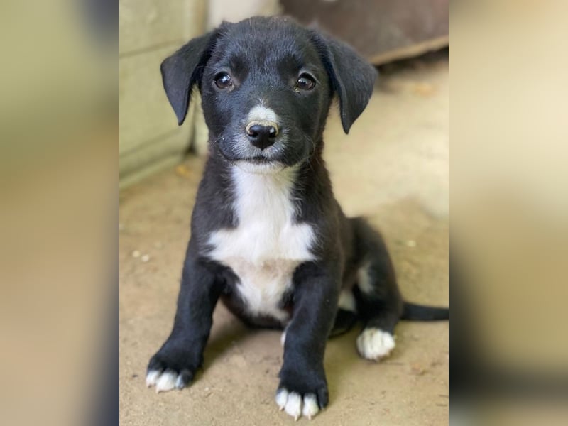 Kaviar, geb. ca. 08/2025, lebt in GRIECHENLAND, auf einer privaten Pflegestelle