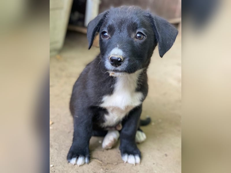 Kaviar, geb. ca. 08/2025, lebt in GRIECHENLAND, auf einer privaten Pflegestelle