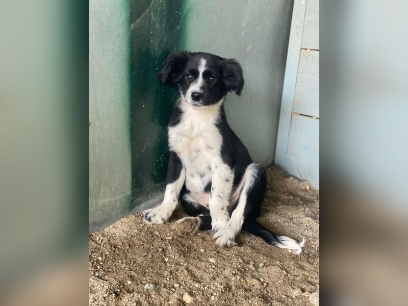 Tux, geb. ca.09/2025, lebt in GRIECHENLAND, auf einer privaten Pflegestelle