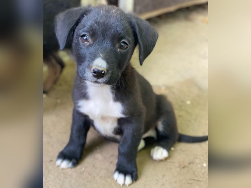 Kaviar, geb. ca. 08/2025, lebt in GRIECHENLAND, auf einer privaten Pflegestelle