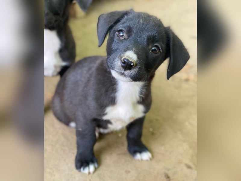 Kaviar, geb. ca. 08/2025, lebt in GRIECHENLAND, auf einer privaten Pflegestelle