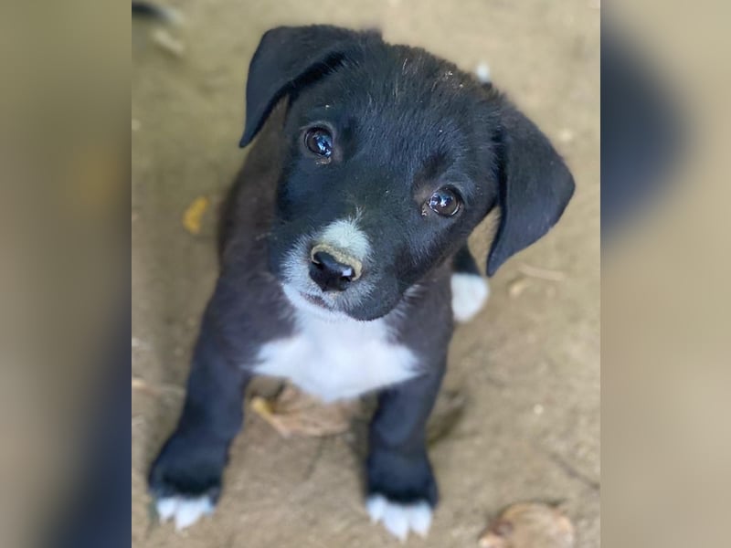 Kaviar, geb. ca. 08/2025, lebt in GRIECHENLAND, auf einer privaten Pflegestelle