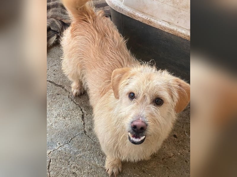 Zwirbel, geb. ca. 01/2025, lebt in GRIECHENLAND, im städt. Tierheim Serres