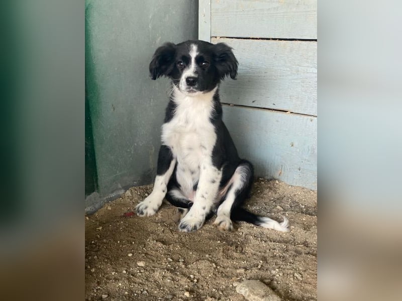 Tux, geb. ca.09/2025, lebt in GRIECHENLAND, auf einer privaten Pflegestelle