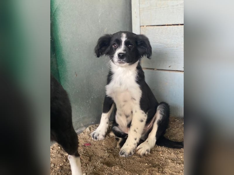 Tux, geb. ca.09/2025, lebt in GRIECHENLAND, auf einer privaten Pflegestelle