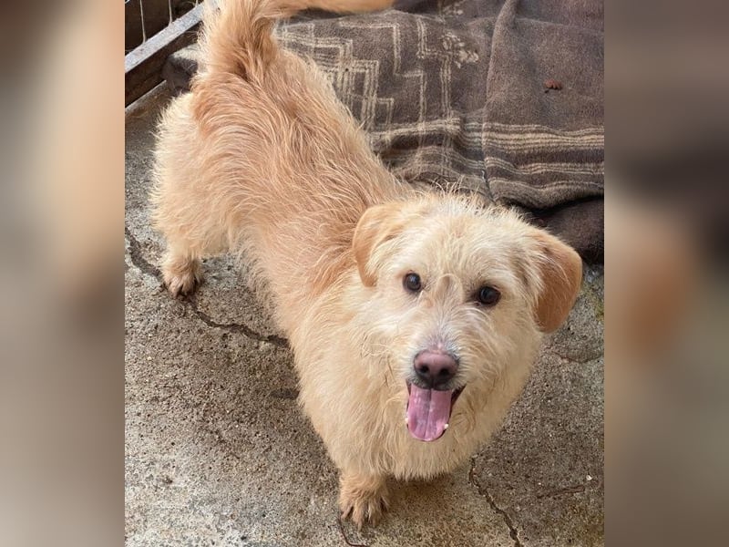 Zwirbel, geb. ca. 01/2025, lebt in GRIECHENLAND, im städt. Tierheim Serres