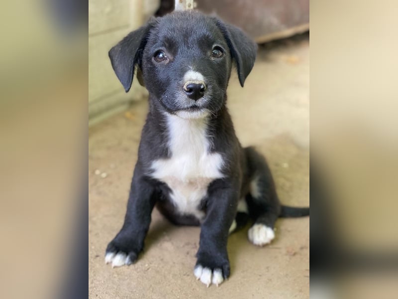 Kaviar, geb. ca. 08/2025, lebt in GRIECHENLAND, auf einer privaten Pflegestelle