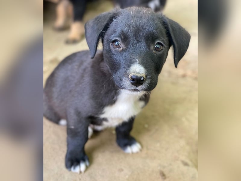 Kaviar, geb. ca. 08/2025, lebt in GRIECHENLAND, auf einer privaten Pflegestelle