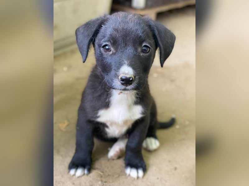 Kaviar, geb. ca. 08/2025, lebt in GRIECHENLAND, auf einer privaten Pflegestelle