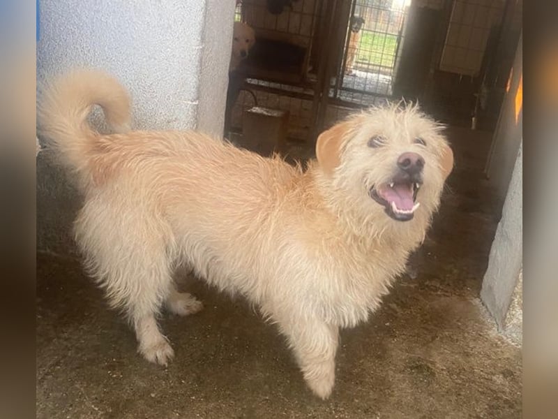 Zwirbel, geb. ca. 01/2025, lebt in GRIECHENLAND, im städt. Tierheim Serres