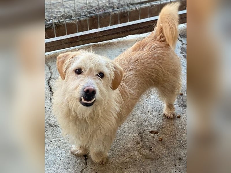 Zwirbel, geb. ca. 01/2025, lebt in GRIECHENLAND, im städt. Tierheim Serres