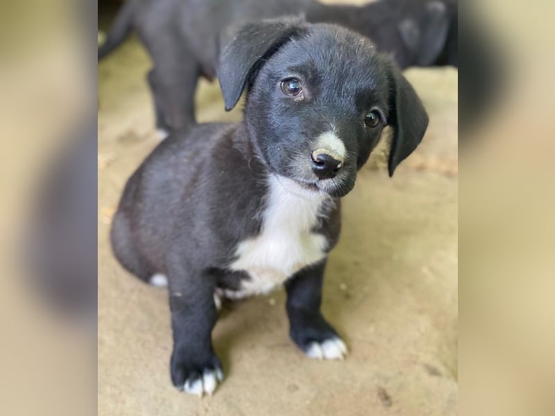 Kaviar, geb. ca. 08/2025, lebt in GRIECHENLAND, auf einer privaten Pflegestelle