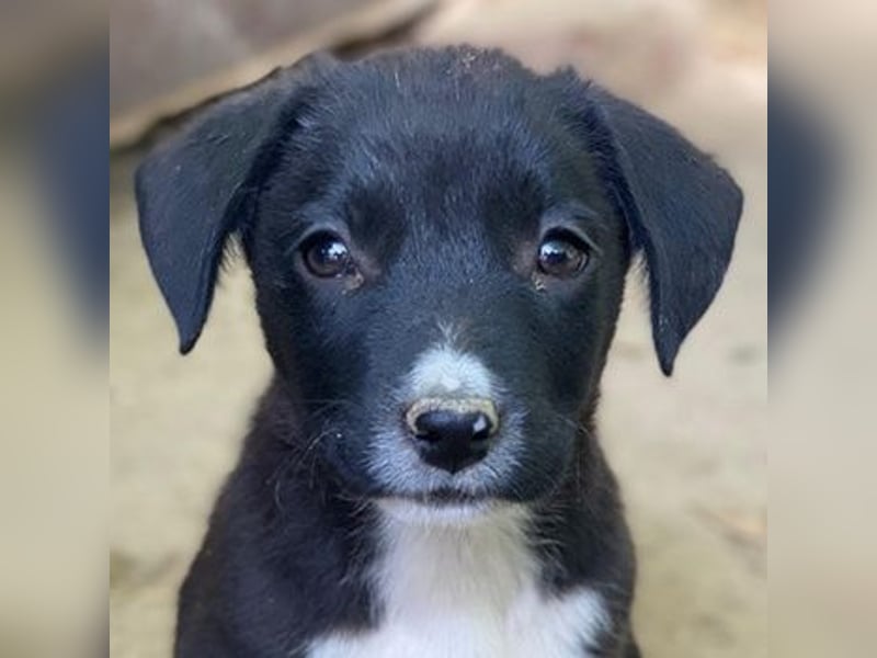 Kaviar, geb. ca. 08/2025, lebt in GRIECHENLAND, auf einer privaten Pflegestelle