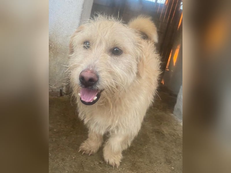 Zwirbel, geb. ca. 01/2025, lebt in GRIECHENLAND, im städt. Tierheim Serres