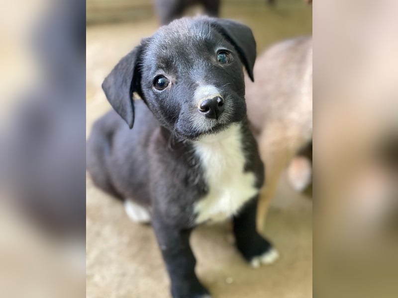 Kaviar, geb. ca. 08/2025, lebt in GRIECHENLAND, auf einer privaten Pflegestelle