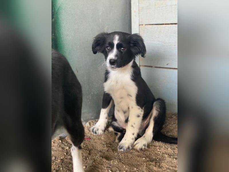 Tux, geb. ca.09/2025, lebt in GRIECHENLAND, auf einer privaten Pflegestelle