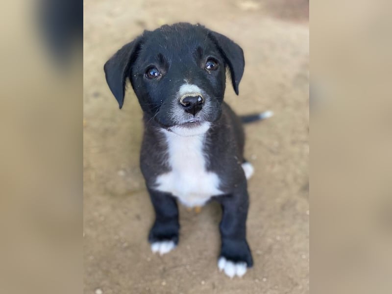 Kaviar, geb. ca. 08/2025, lebt in GRIECHENLAND, auf einer privaten Pflegestelle