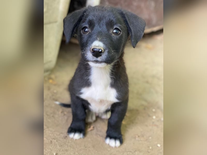 Kaviar, geb. ca. 08/2025, lebt in GRIECHENLAND, auf einer privaten Pflegestelle