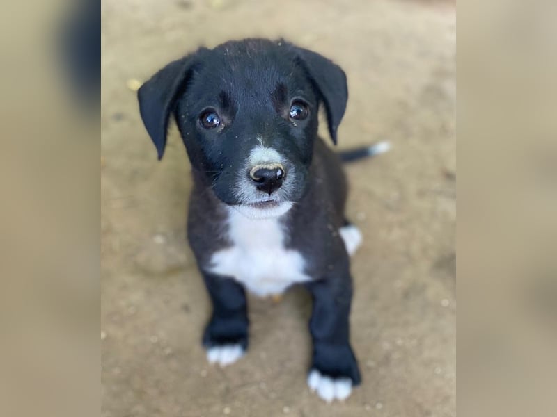 Kaviar, geb. ca. 08/2025, lebt in GRIECHENLAND, auf einer privaten Pflegestelle