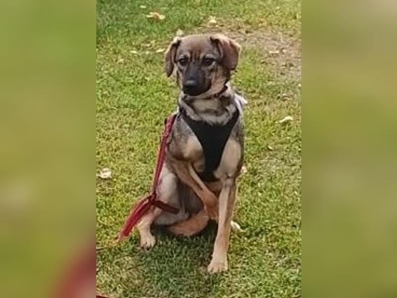 Liebevolles Zuhause gesucht von sanfter Hundeseele ( Mia, 1 J. )