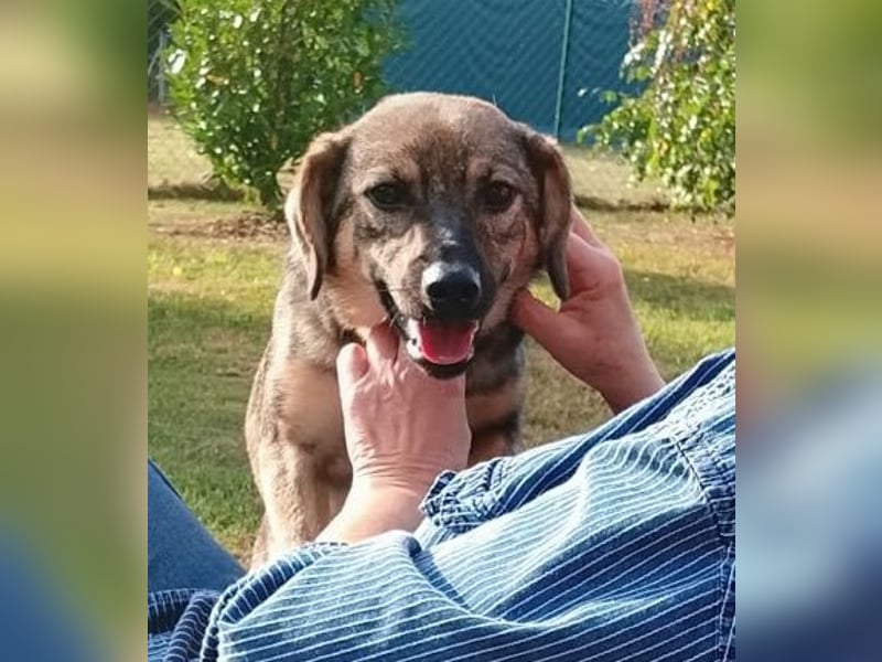 Liebevolles Zuhause gesucht von sanfter Hundeseele ( Mia, 1 J. )
