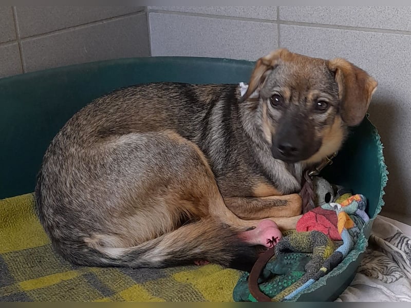 Liebevolles Zuhause gesucht von sanfter Hundeseele ( Mia, 1 J. )