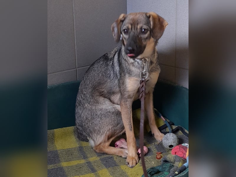 Liebevolles Zuhause gesucht von sanfter Hundeseele ( Mia, 1 J. )