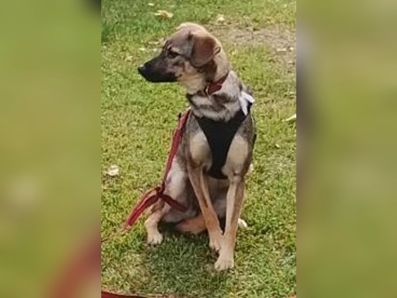 Liebevolles Zuhause gesucht von sanfter Hundeseele ( Mia, 1 J. )