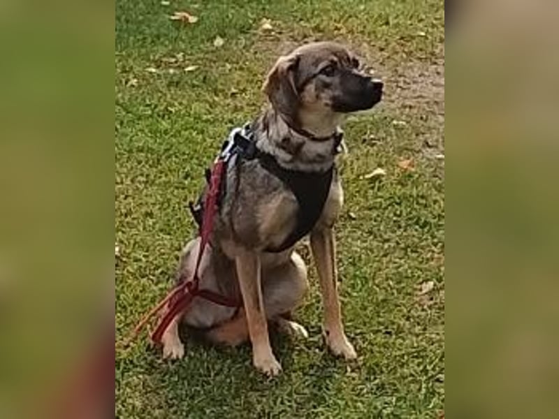 Liebevolles Zuhause gesucht von sanfter Hundeseele ( Mia, 1 J. )