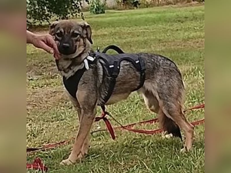 Liebevolles Zuhause gesucht von sanfter Hundeseele ( Mia, 1 J. )