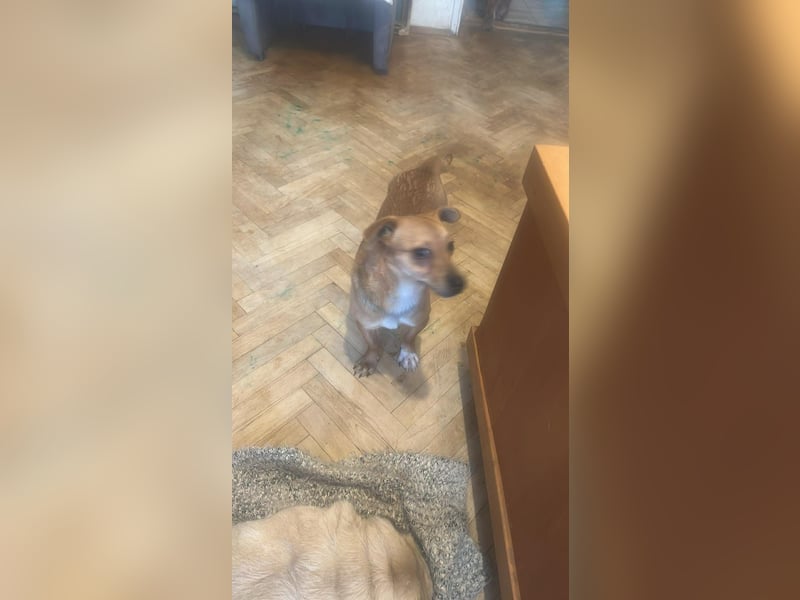 Smilla, klein, schnuckelig, süss sucht ihre Menschen