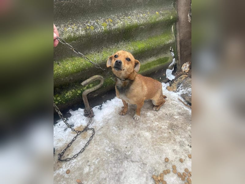 Smilla, klein, schnuckelig, süss sucht ihre Menschen