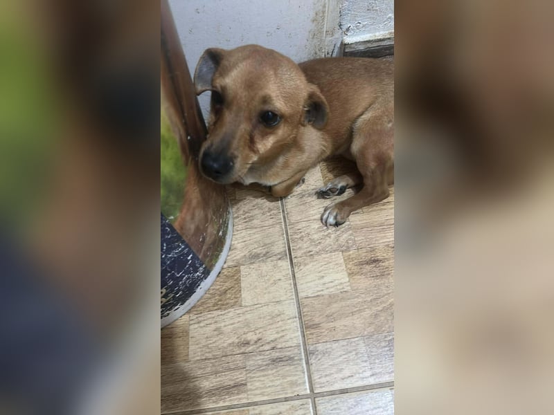 Smilla, klein, schnuckelig, süss sucht ihre Menschen