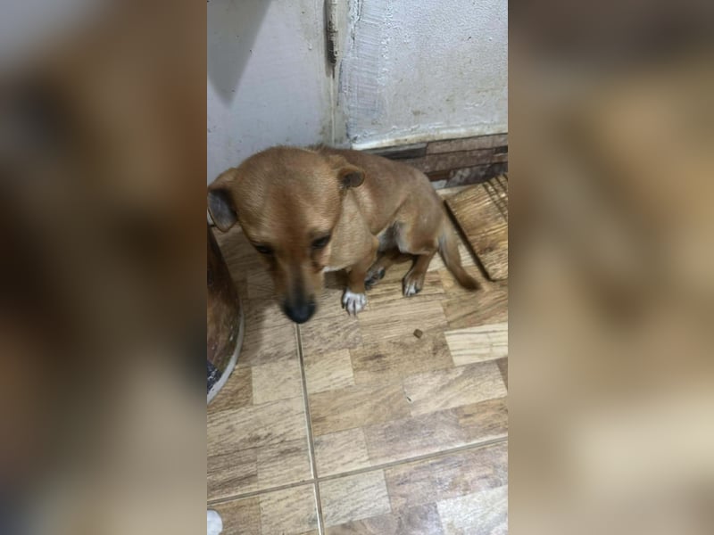 Smilla, klein, schnuckelig, süss sucht ihre Menschen