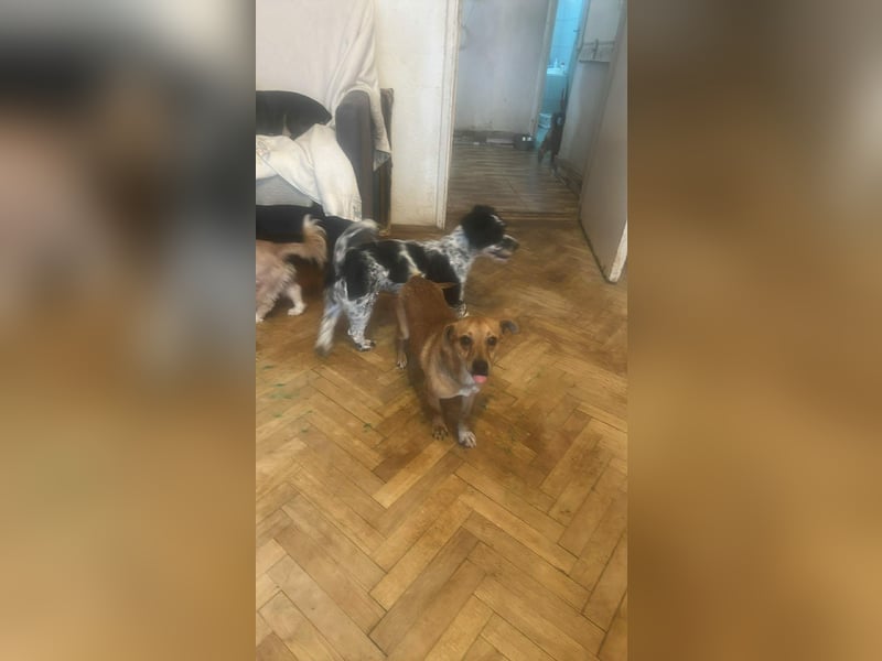 Smilla, klein, schnuckelig, süss sucht ihre Menschen