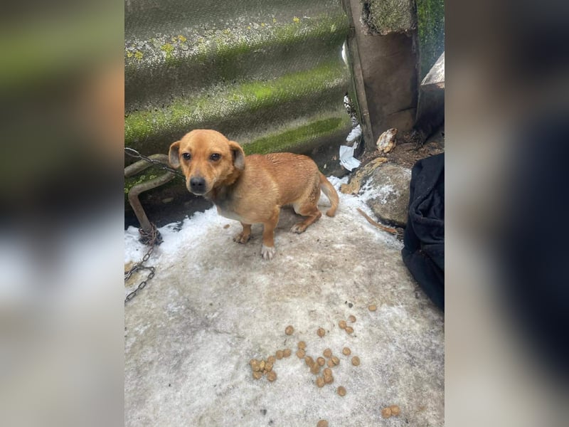 Smilla, klein, schnuckelig, süss sucht ihre Menschen