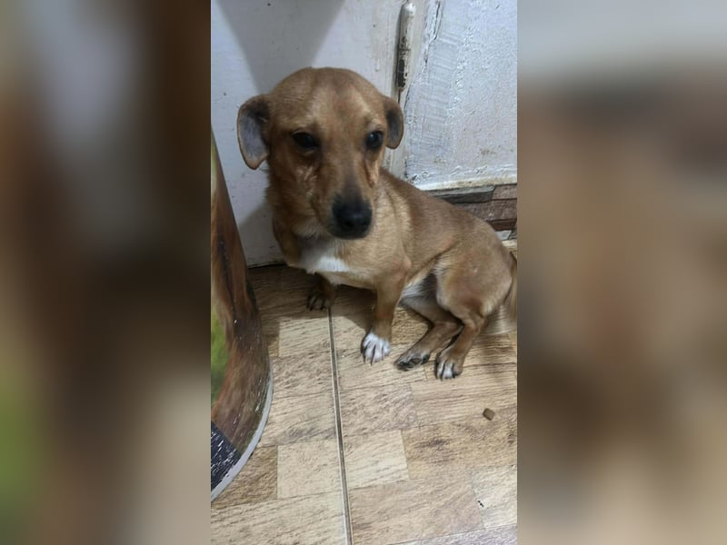 Smilla, klein, schnuckelig, süss sucht ihre Menschen