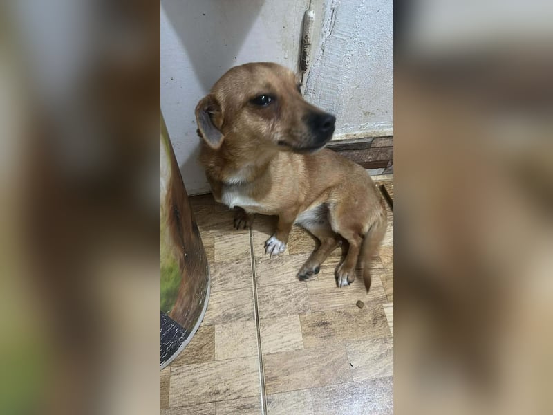 Smilla, klein, schnuckelig, süss sucht ihre Menschen