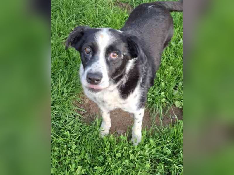 Lucky, Mischling, geb. 2016, lieber Senior, nach 6 Jahren im Shelter su. er endlich sein Zuhause