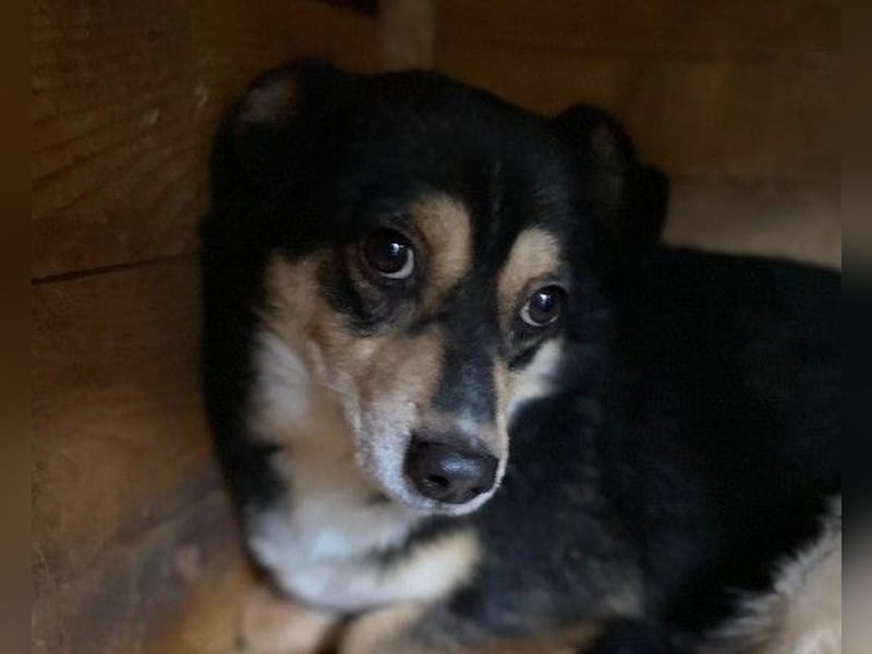 lieber, kleiner Funky sucht dringend seine Familie